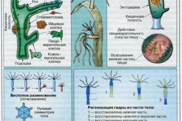 Кракен площадка даркнет